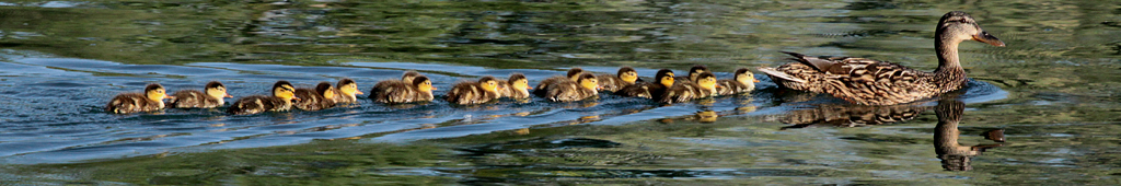 Cane colvert
