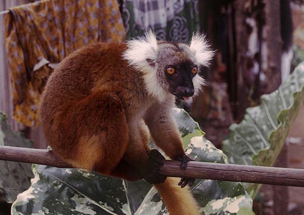 Madagascar
