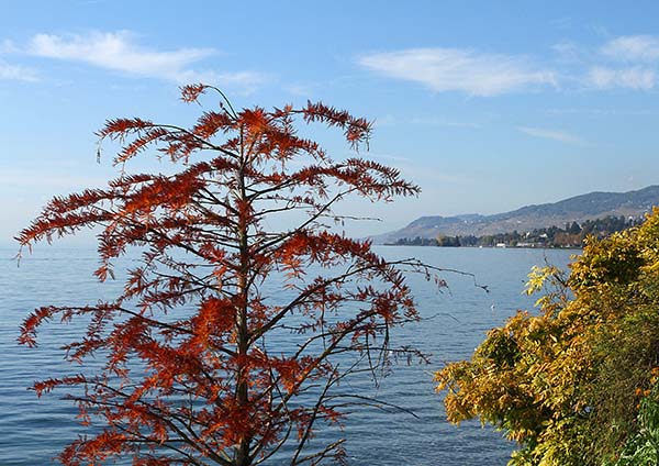 Suisse
